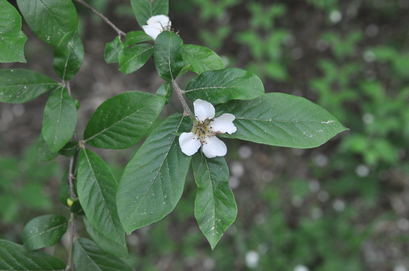 Изображение особи Mespilus germanica.