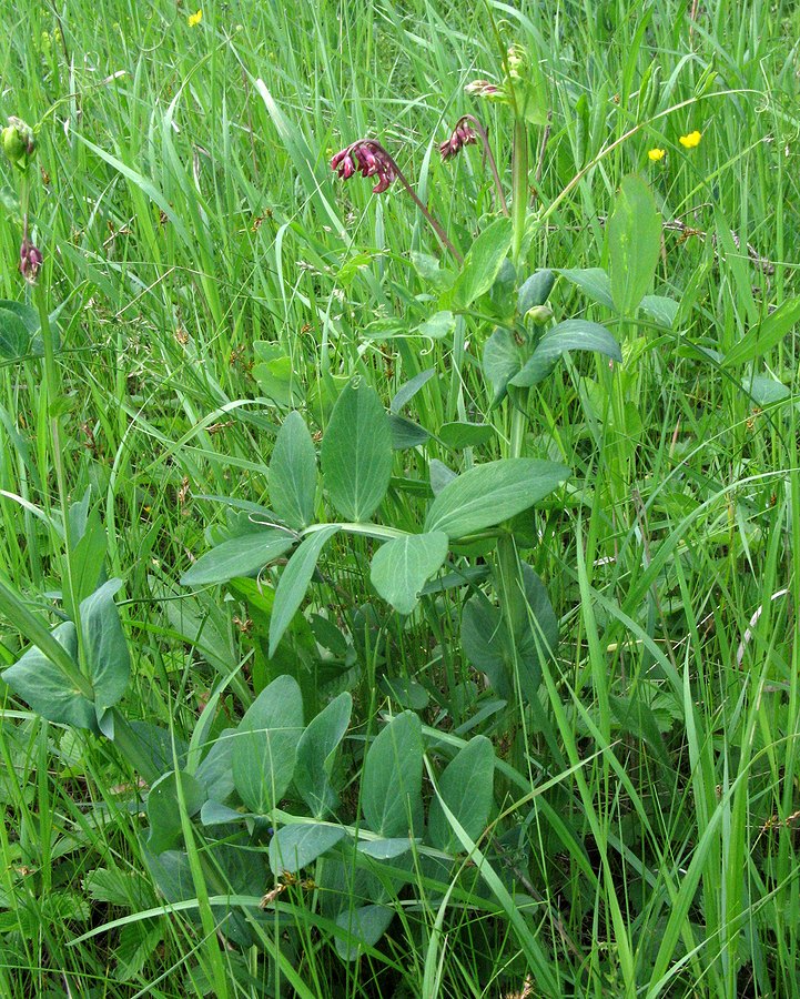 Изображение особи Lathyrus pisiformis.