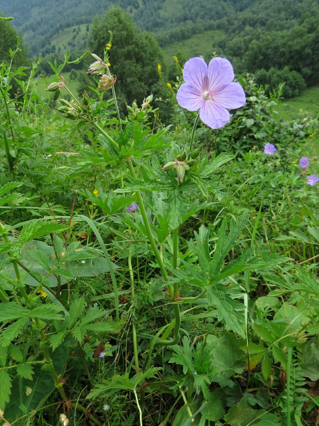 Image of Geranium pratense specimen.