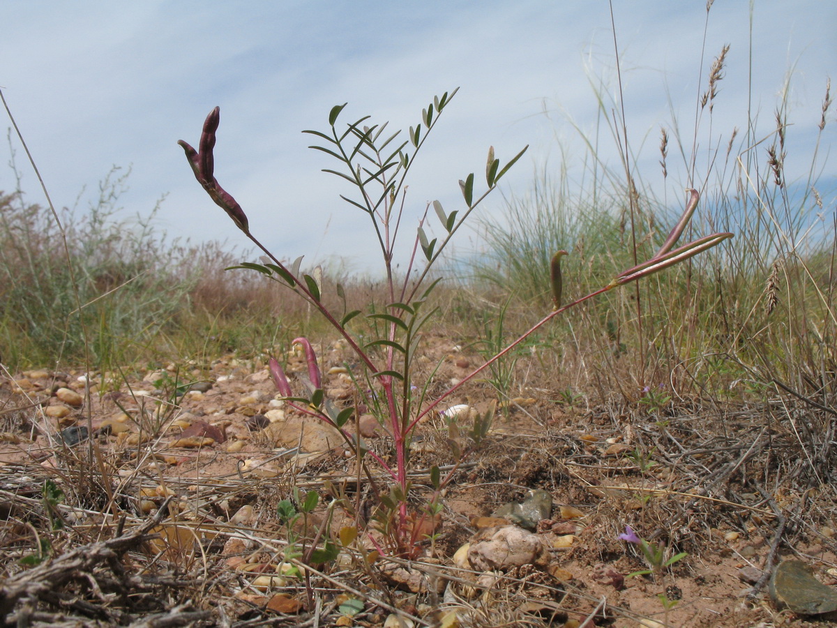 Изображение особи Astragalus campylorhynchus.