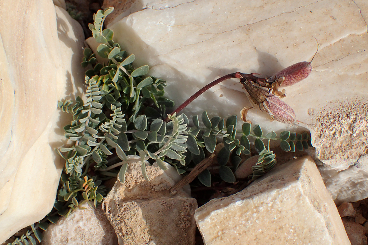 Image of Astragalus spruneri specimen.