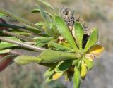 genus Draba