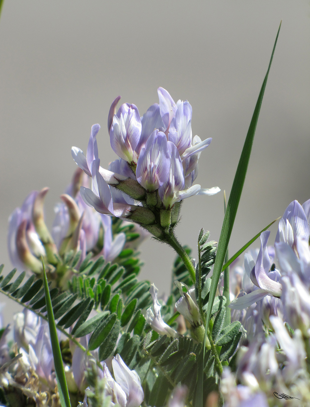 Изображение особи Astragalus chadjanensis.