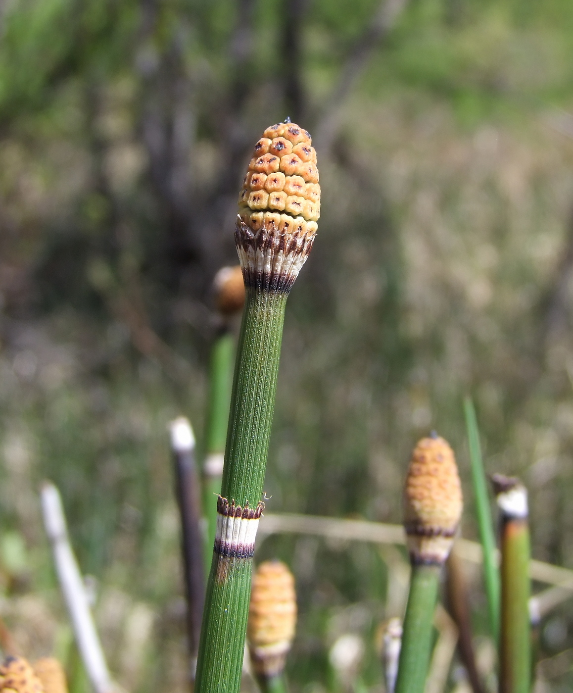 Image of Equisetum hyemale specimen.