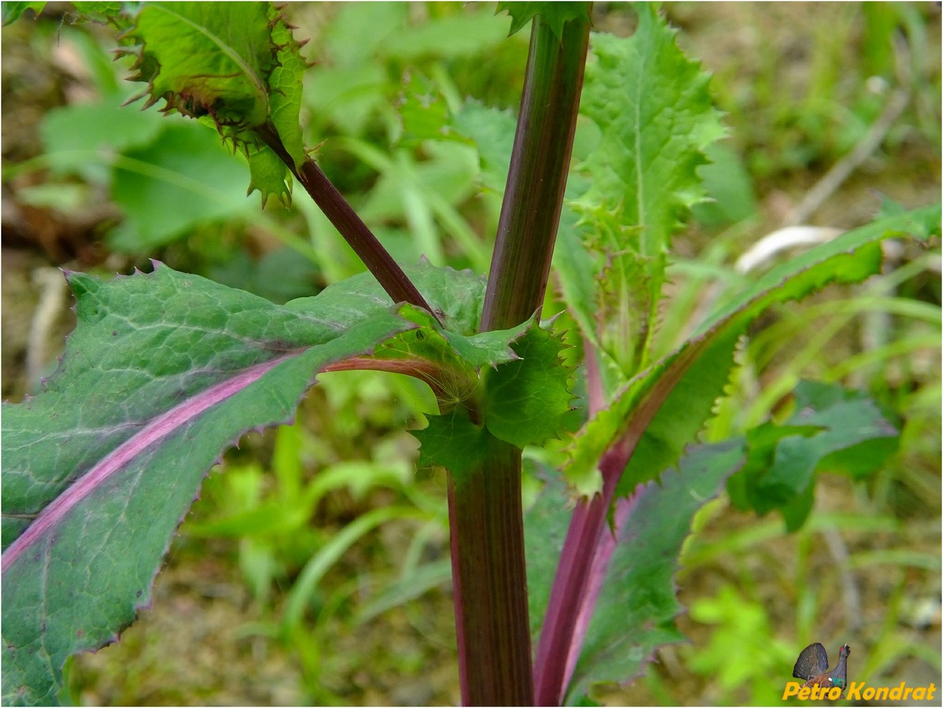 Image of Sonchus asper specimen.