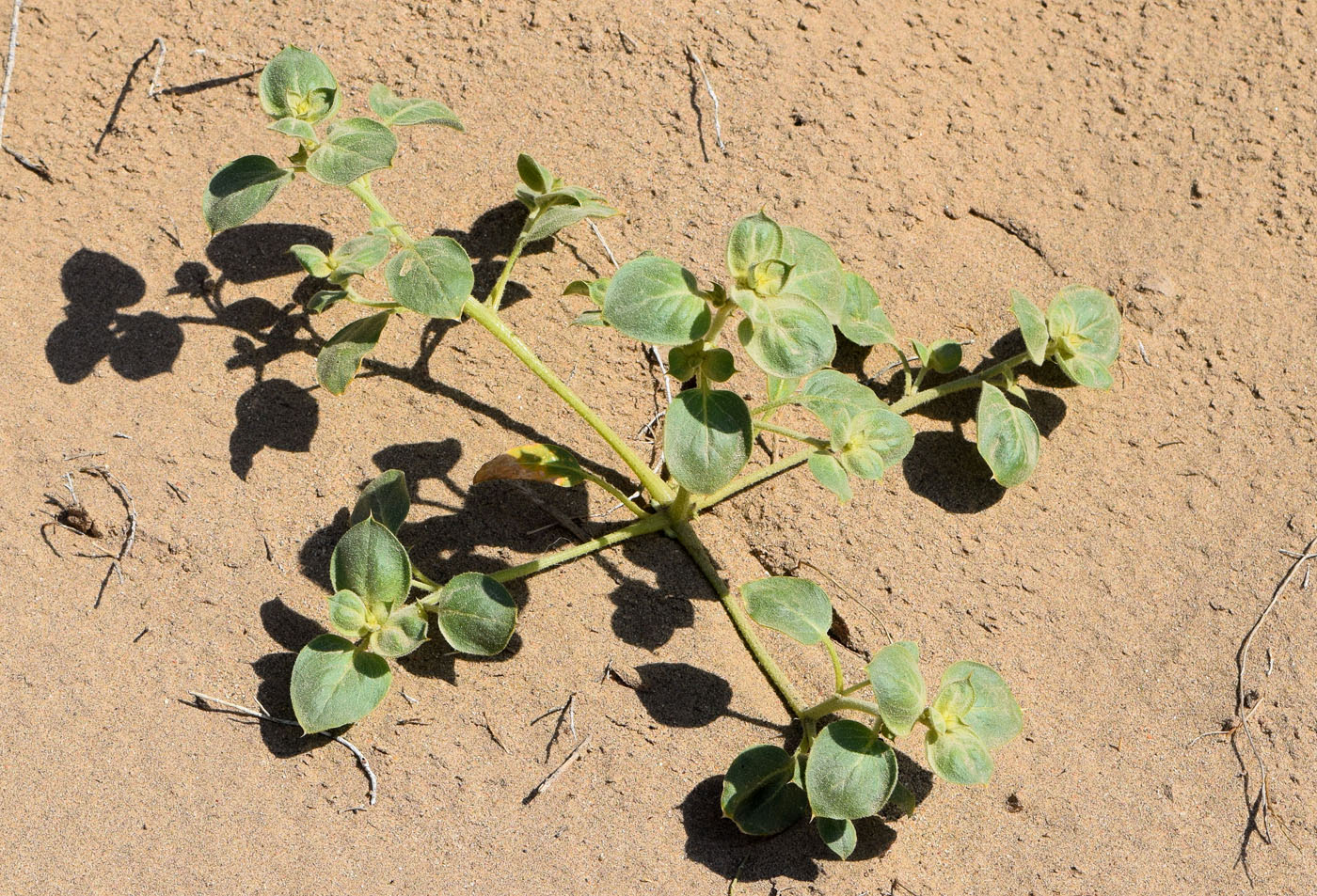 Изображение особи Agriophyllum latifolium.