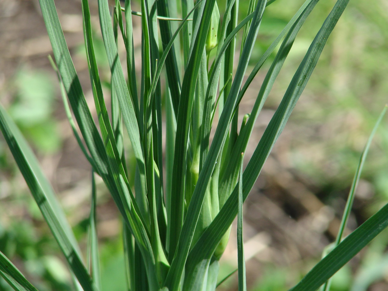 Изображение особи род Tragopogon.