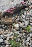 Valeriana alternifolia. Цветущее растение. Амурская обл., Сковородинский р-н, трасса Амур, граница области с Забайкальским краем, гравийная отсыпка вдоль трассы. 03.07.2016.