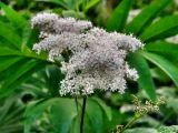 Filipendula camtschatica. Верхушка растения с соцветием. Камчатский край, Елизовский район, природный парк \"Вулканы Камчатки\", пойменный лес, долина реки Пиначевка, 20.07.2009.года.
