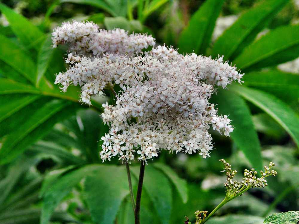 Image of Filipendula camtschatica specimen.