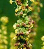 Verbascum nigrum. Часть соцветия с завязавшимися плодами и бутонами. Московская обл., Раменский р-н, пос. Ильинский, на заросшей травой улице. 07.07.2018.