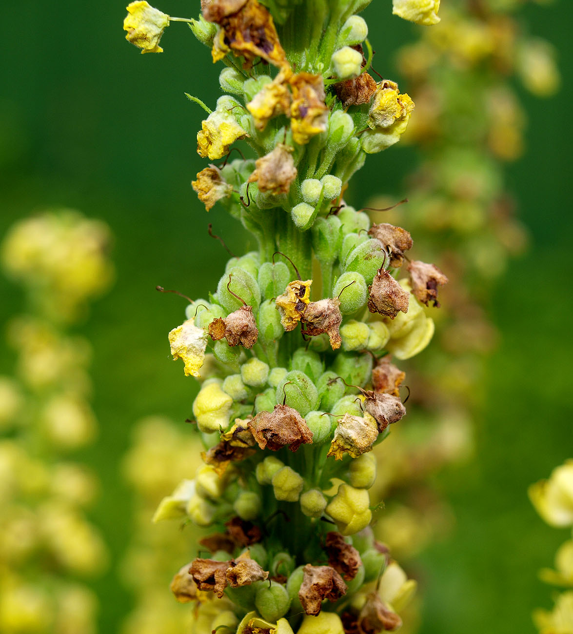 Image of Verbascum nigrum specimen.