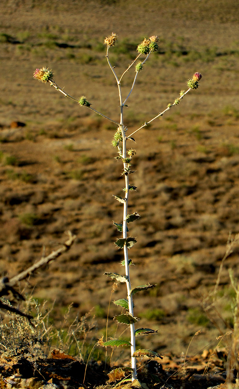 Изображение особи Cousinia pseudoaffinis.