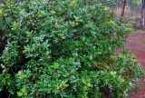 Pistacia lentiscus