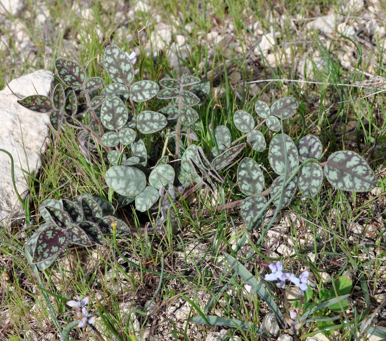 Image of Onobrychis venosa specimen.