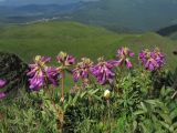 Hedysarum hedysaroides. Побеги с соцветиями. Украина, Закарпатская обл., Раховский р-н, хр. Свидовец, ≈ 1800 м н.у.м., альпийское травянисто-кустарничковое сообщество. 2 июля 2010 г.