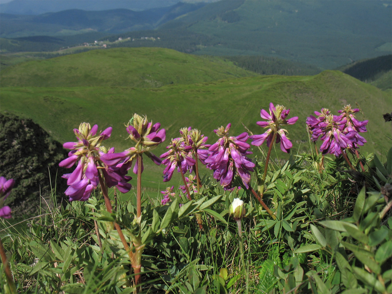 Изображение особи Hedysarum hedysaroides.