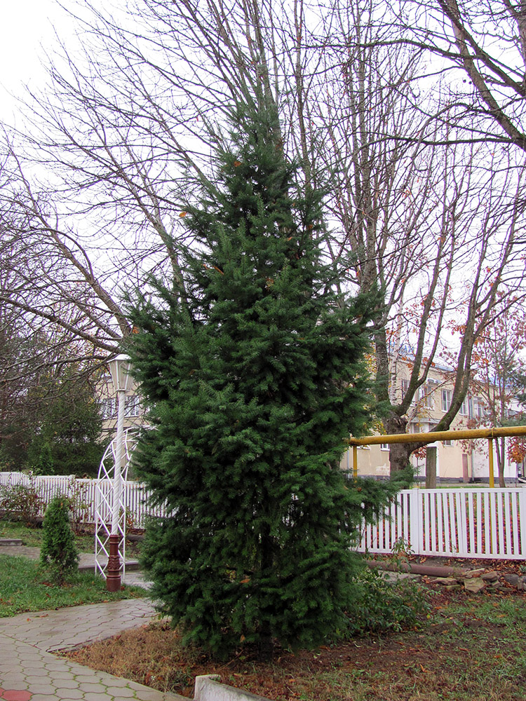 Изображение особи Pseudotsuga menziesii.