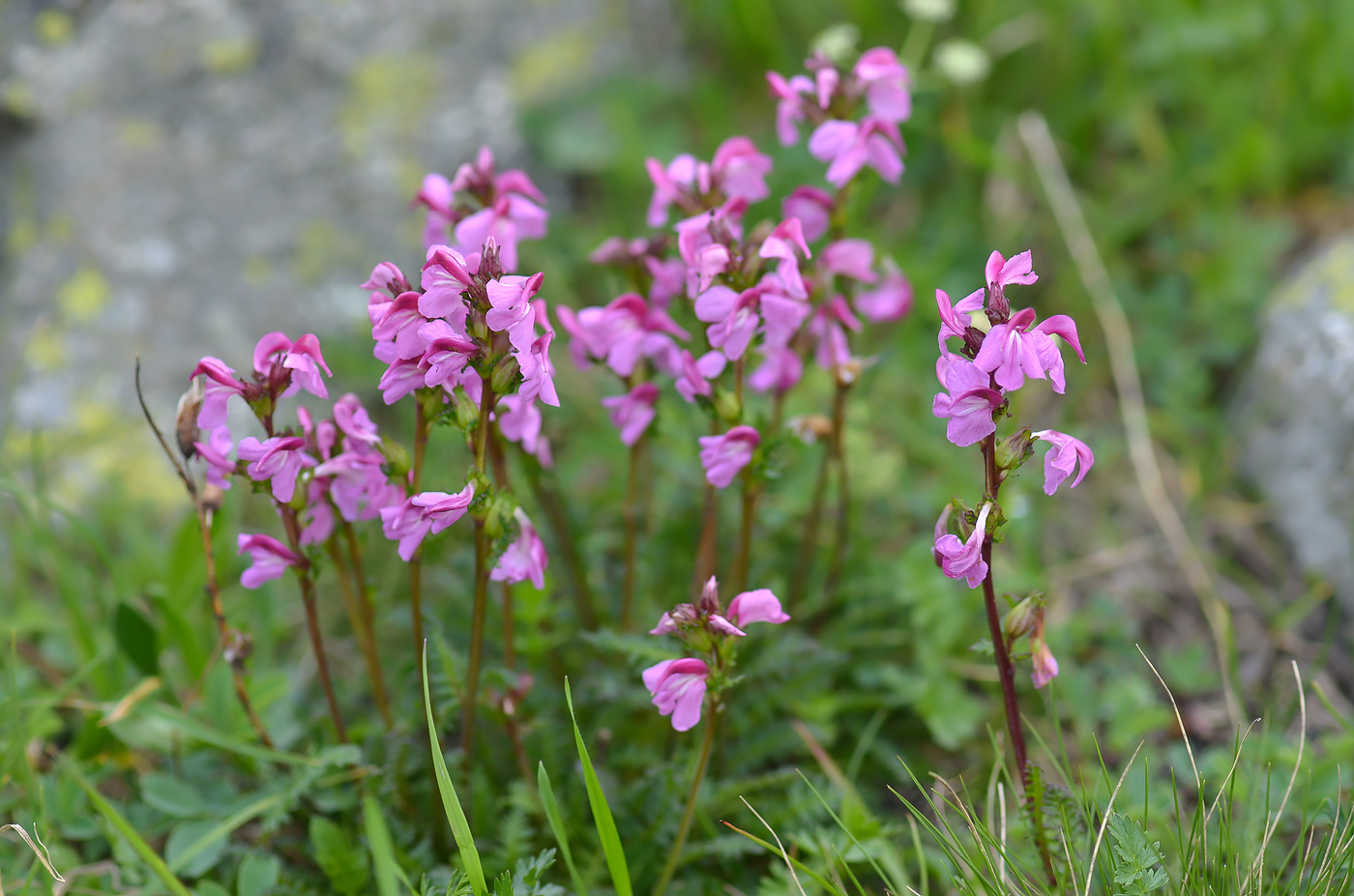 Image of Pedicularis nordmanniana specimen.