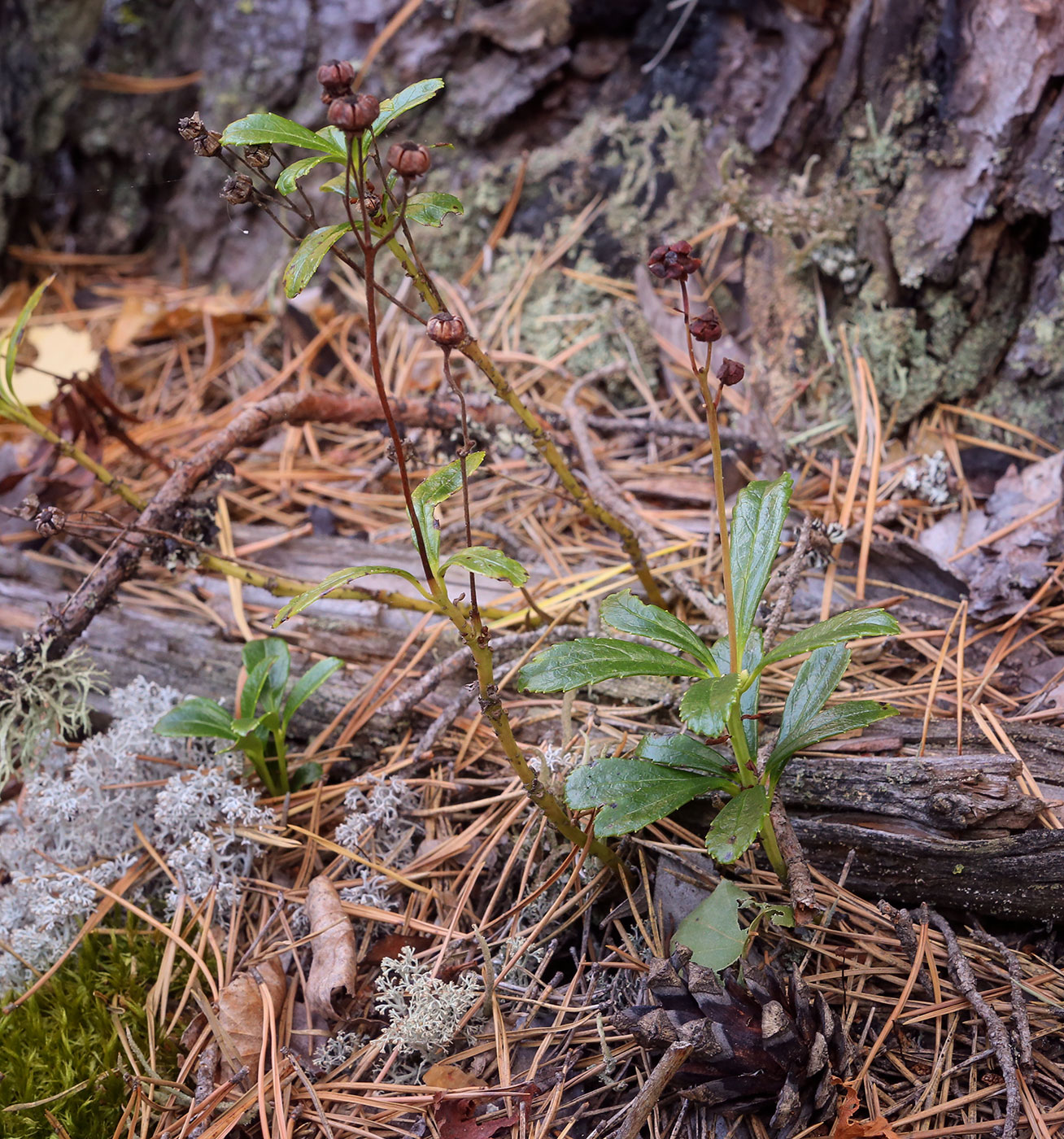 Изображение особи Chimaphila umbellata.