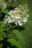 Hydrangea paniculata. Верхушка побега с соцветием. Кировская обл., г. Киров, Ботанический сад Вятского государственного университета, в культуре. 31.07.2018.