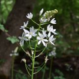 Ornithogalum arcuatum