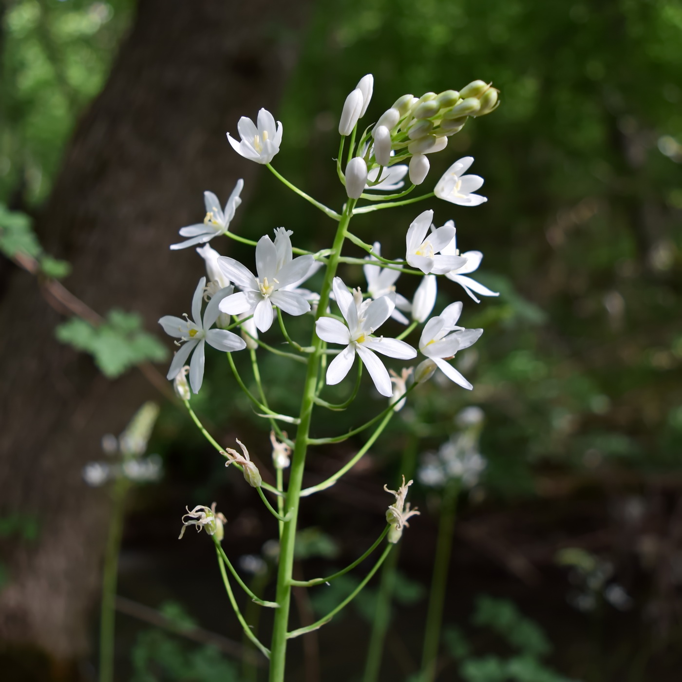 Image of Ornithogalum arcuatum specimen.