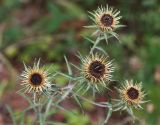 Carlina biebersteinii. Верхушка цветущего растения. Республика Татарстан, Камско-Устьинский р-н, окр. с. Тенишево, долина р. Волга, обрывистый правый берег в р-не Юрьевских пещер. 05.08.2018.