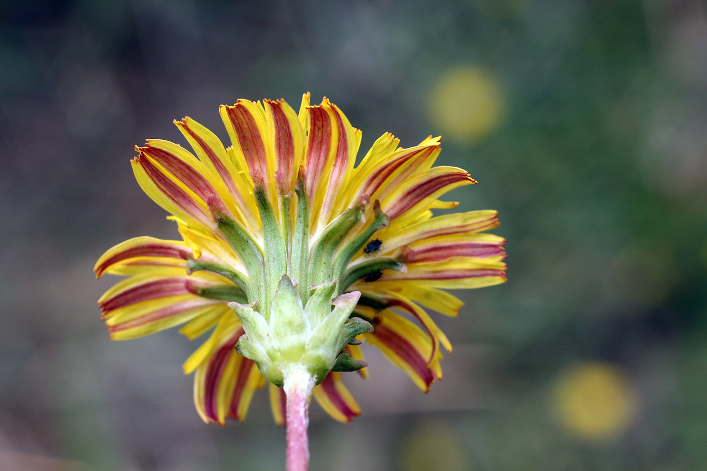 Image of Taraxacum contristans specimen.