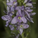 Veronica jacquinii