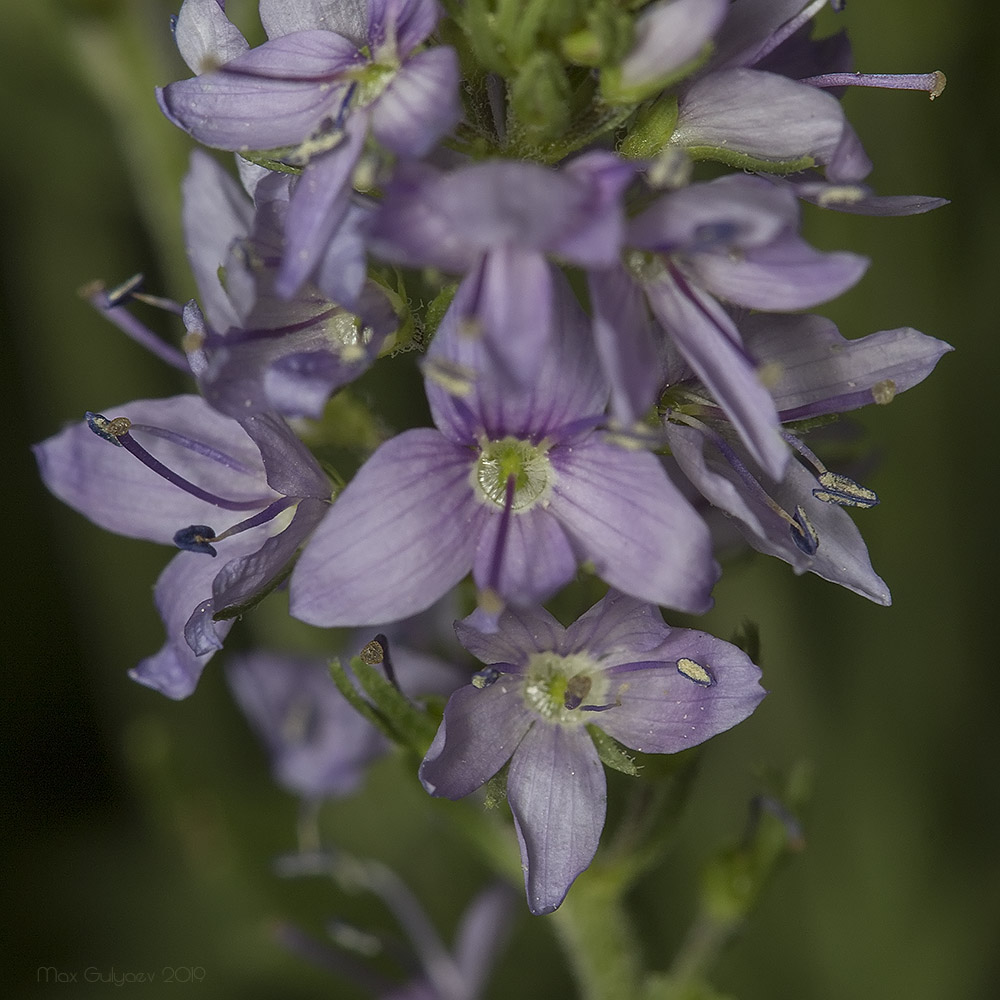 Image of Veronica jacquinii specimen.