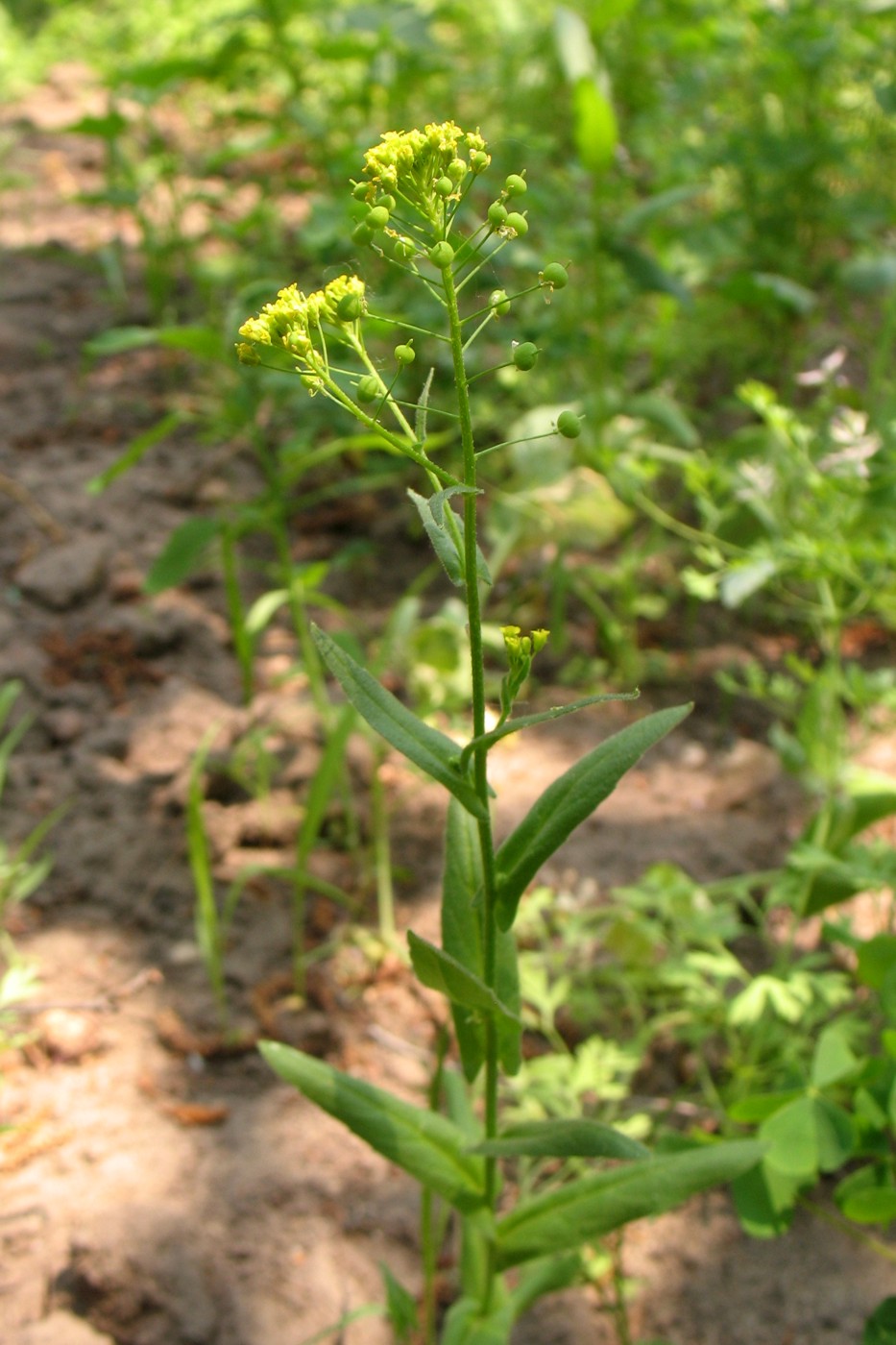 Изображение особи Neslia paniculata.