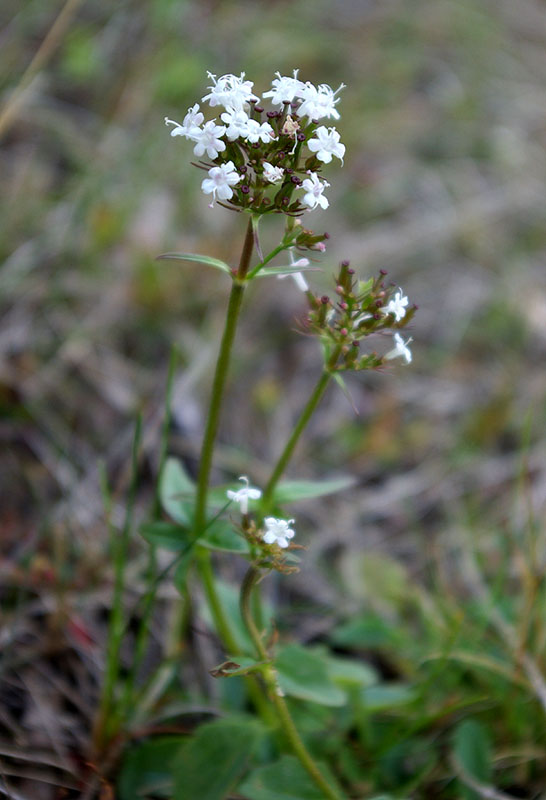 Изображение особи Valeriana capitata.