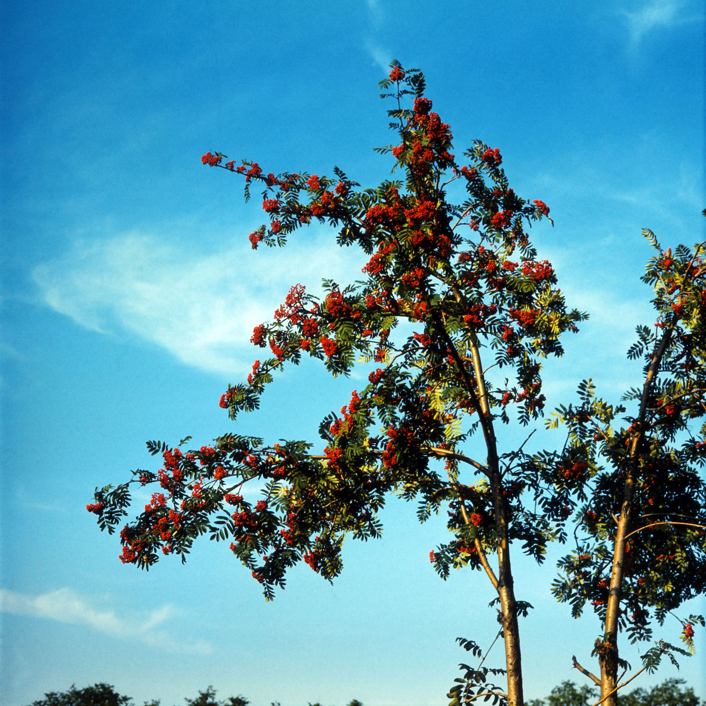 Image of Sorbus aucuparia specimen.