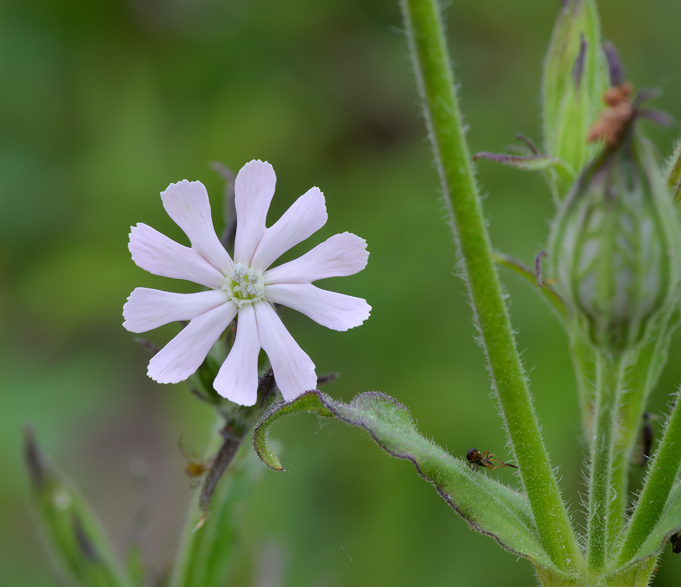 Image of Silene noctiflora specimen.