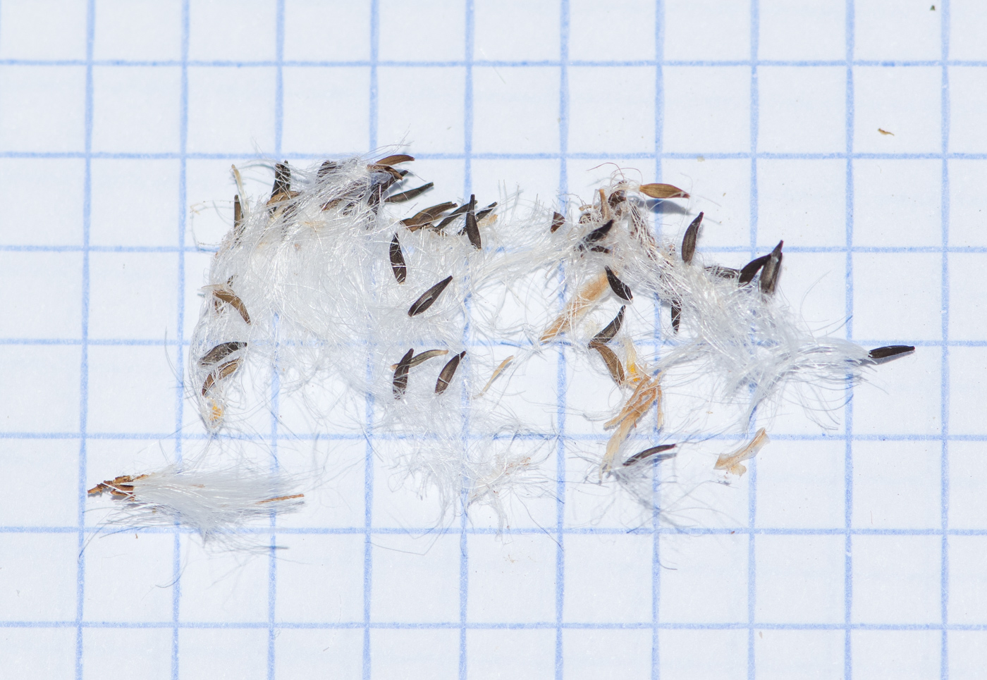 Image of Sonchus pinnatifidus specimen.