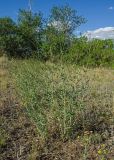 Gypsophila altissima. Бутонизирующее растение. Челябинская обл., Кизильский р-н, окр. пос. Ершовский, долина р. Урал, травянистая терраса, закустаренная степь. 13 июня 2019 г.