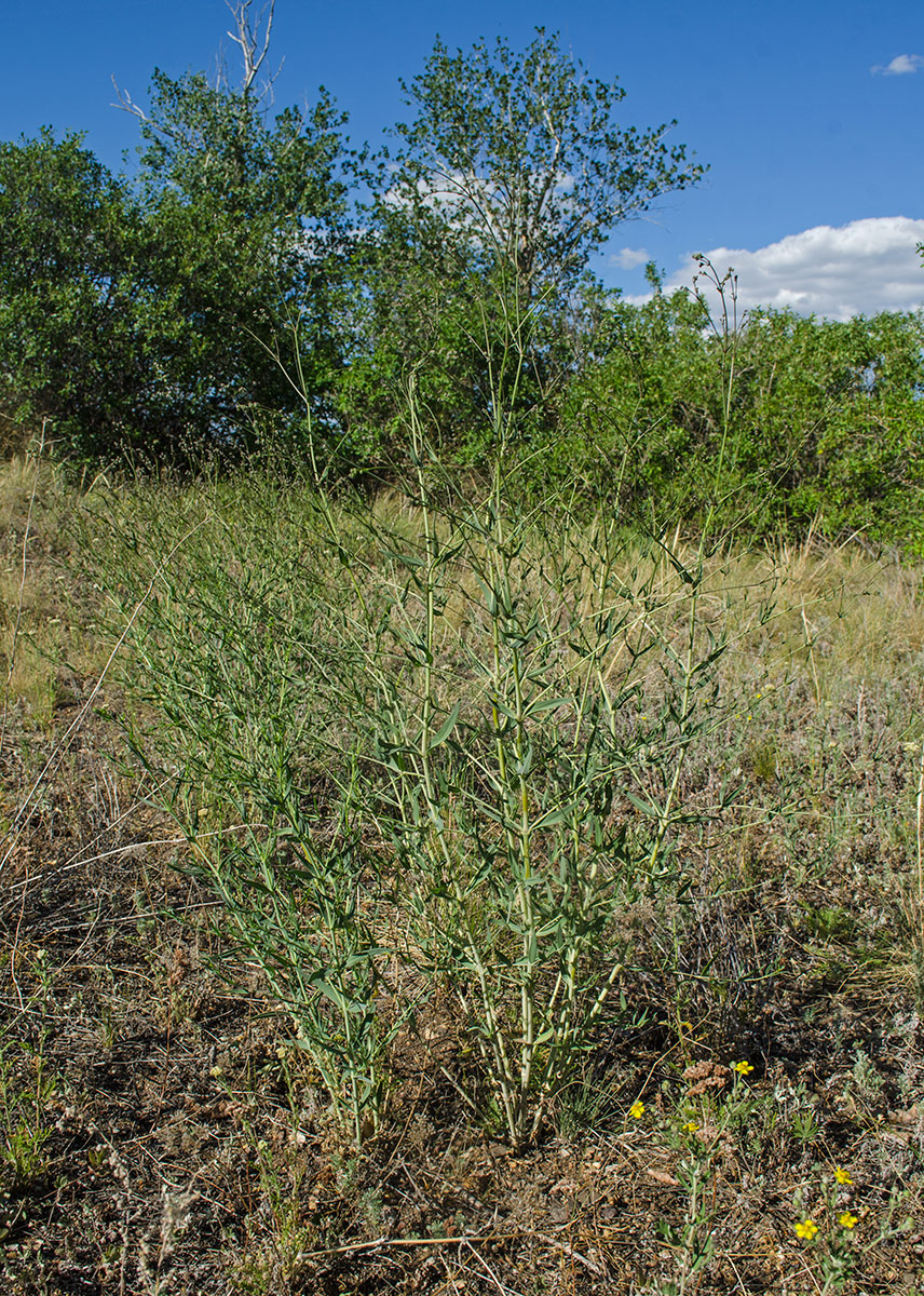 Image of Gypsophila altissima specimen.