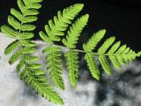 genus Gymnocarpium. Часть вайи с сорусами (вид на абаксиальную поверхность). Казахстан, Центральный Алтай, левая сторона долины р. Белая Берель, зона смешанных лесов, в скалах. 27 июня 2019 г.