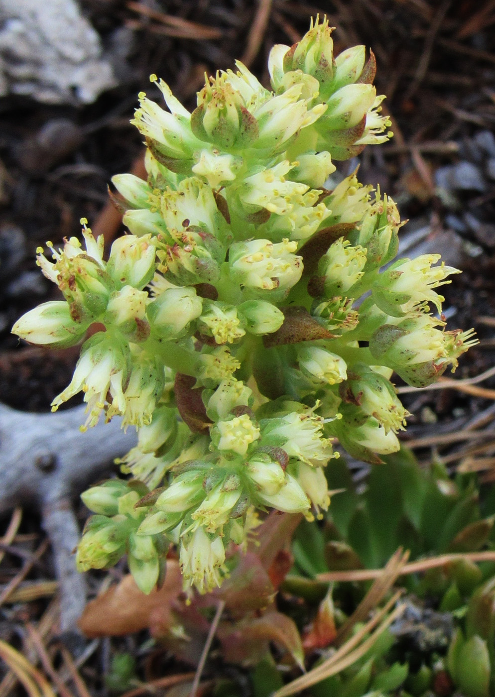 Изображение особи Orostachys spinosa.