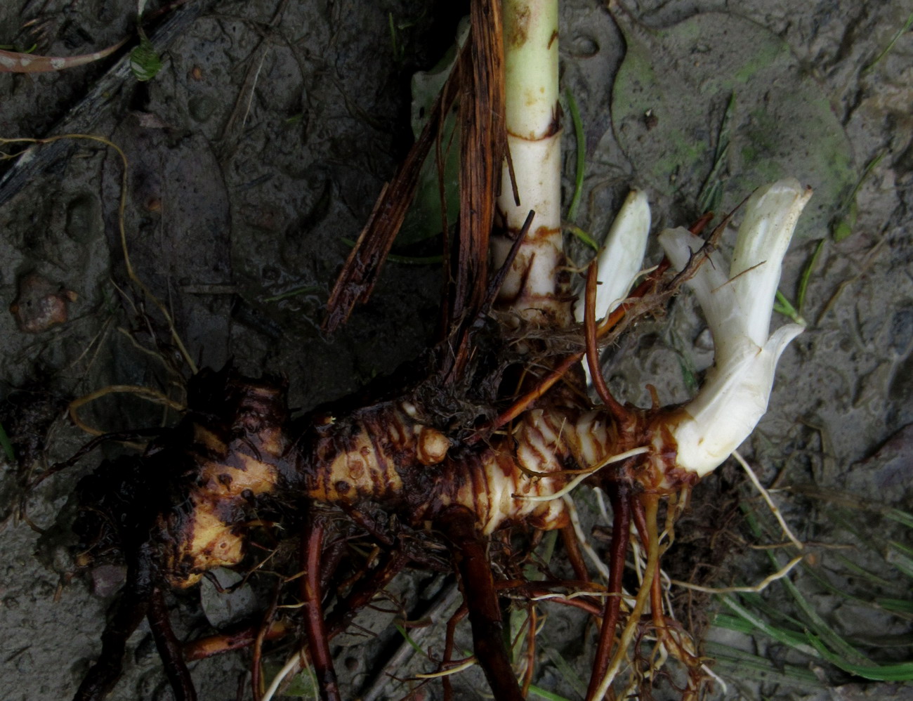 Image of Agrimonia viscidula specimen.