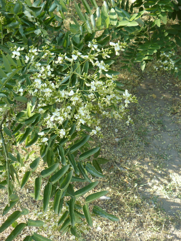Изображение особи Styphnolobium japonicum.