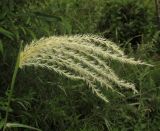 Miscanthus purpurascens. Верхушка побега с соцветием. Приморский край, Хасанский р-н, окр. с. Витязь, луг. 13 сентября 2019 г.