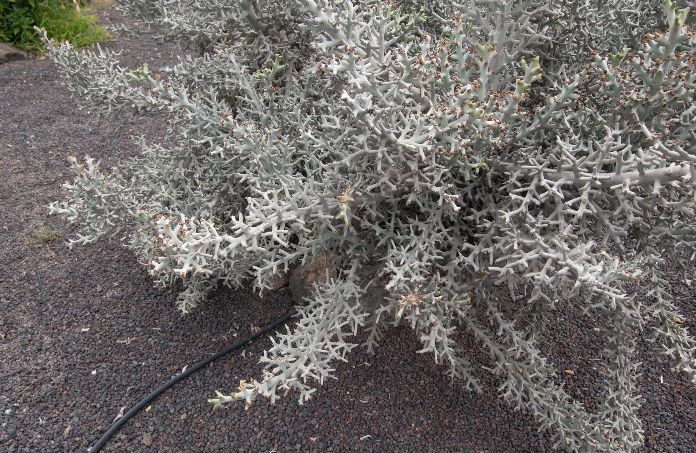Image of Euphorbia stenoclada specimen.