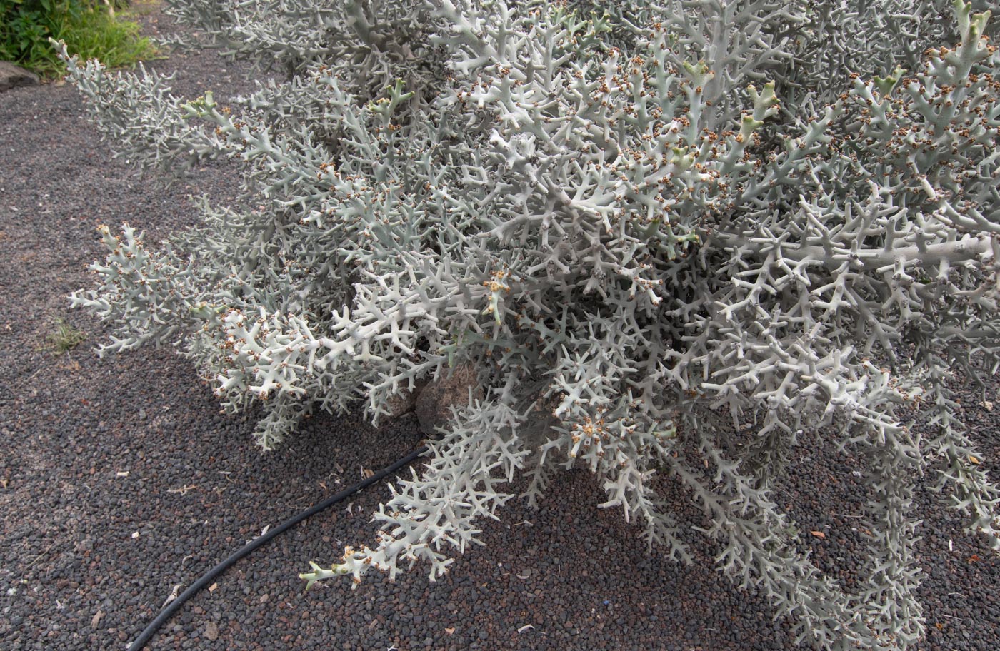 Изображение особи Euphorbia stenoclada.