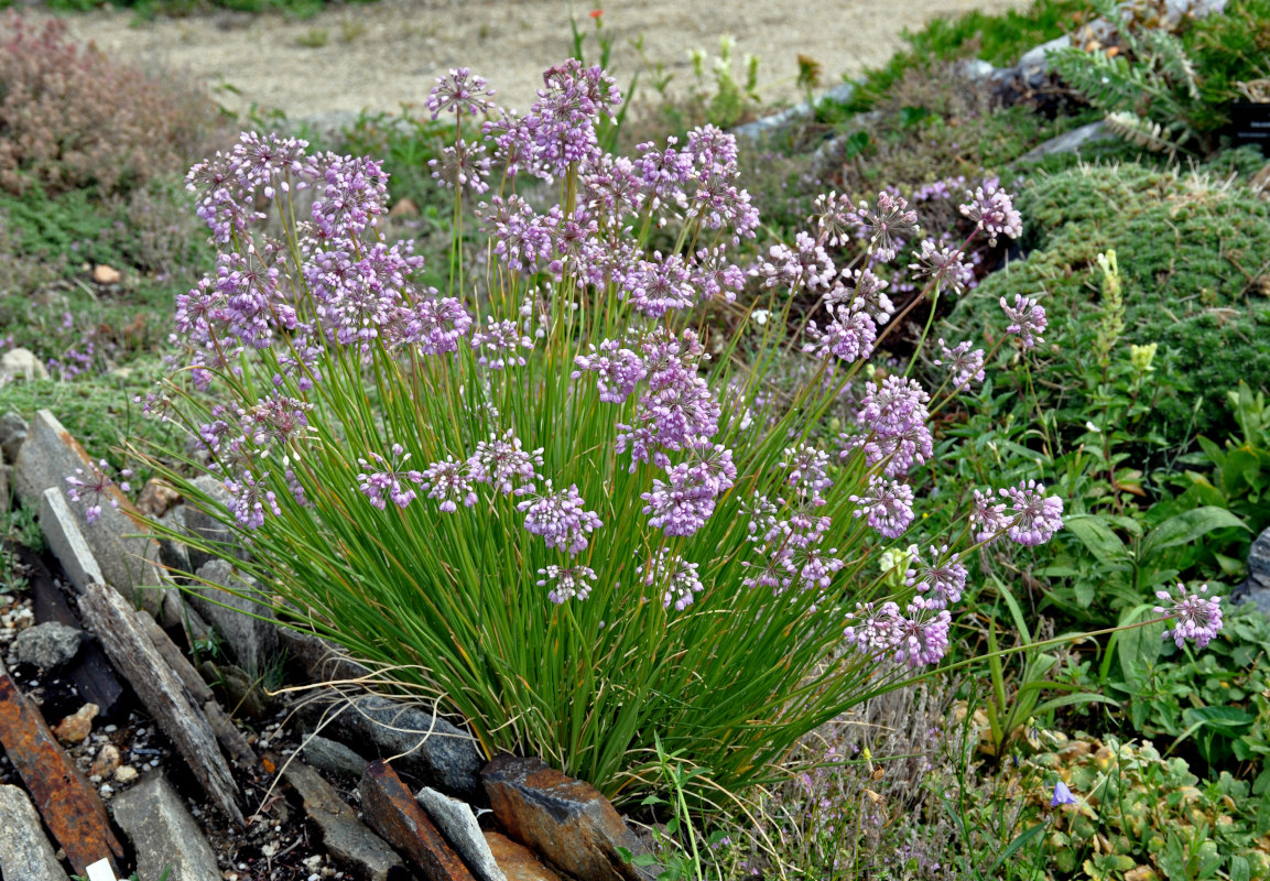 Изображение особи Allium rubens.