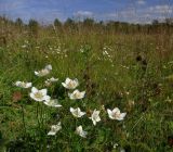 Parnassia palustris