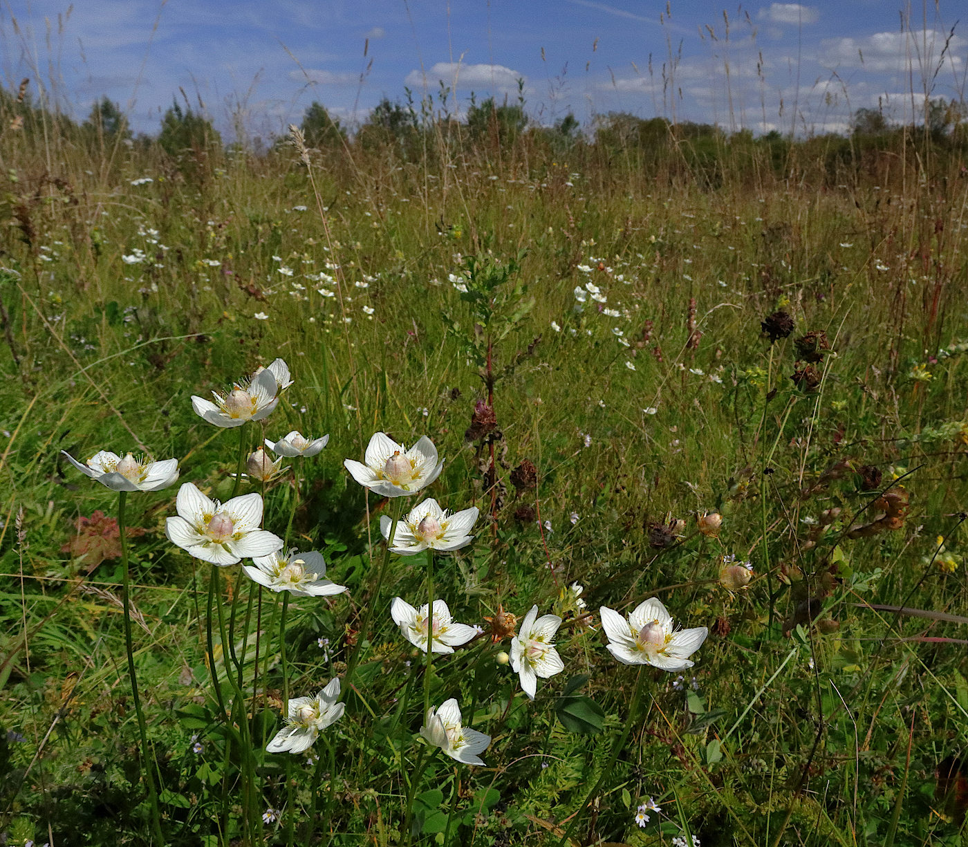 Изображение особи Parnassia palustris.