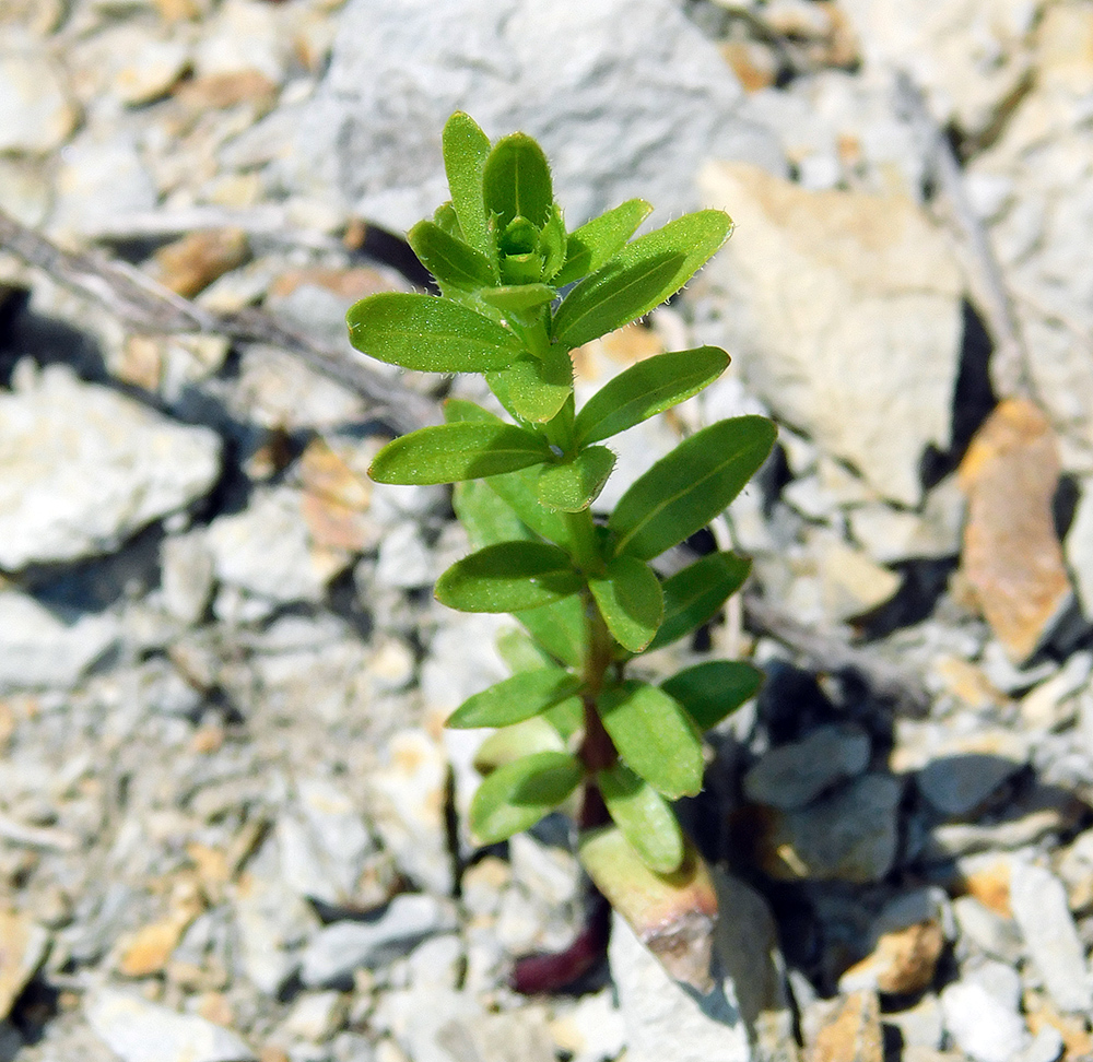 Image of Cruciata coronata specimen.