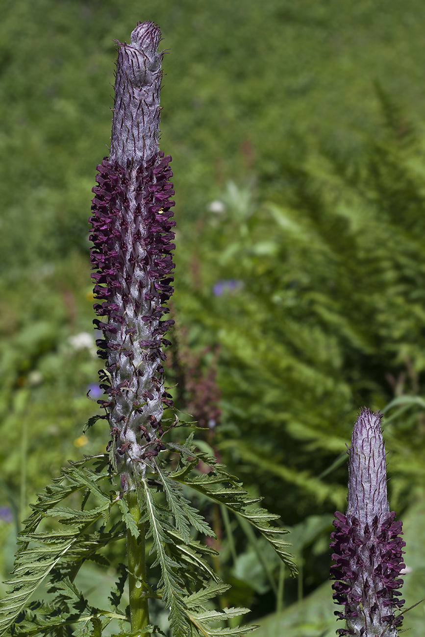 Image of Pedicularis atropurpurea specimen.